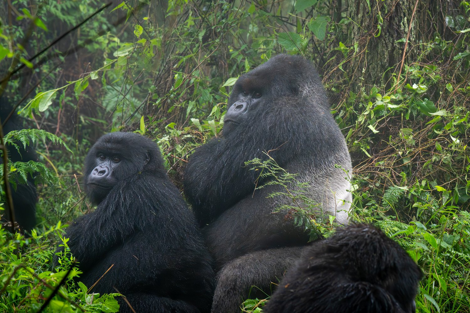 cost of gorilla trekking in Rwanda