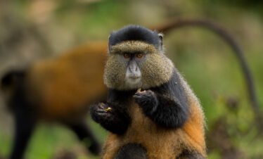 golden monkey trekking Rwanda in Volcanoes National Park