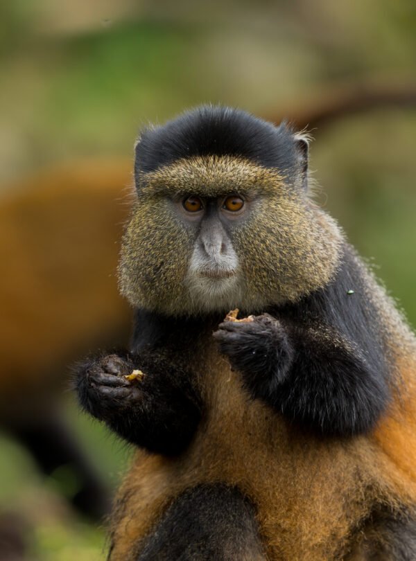 golden monkey trekking Rwanda in Volcanoes National Park