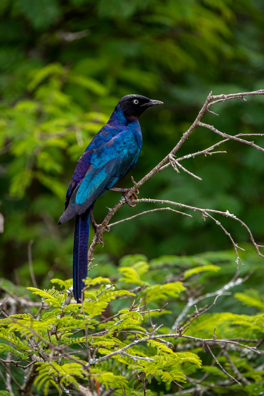 A glossy blue and black long-tailed bird perched on a branch in Nyungwe National Park, Rwanda