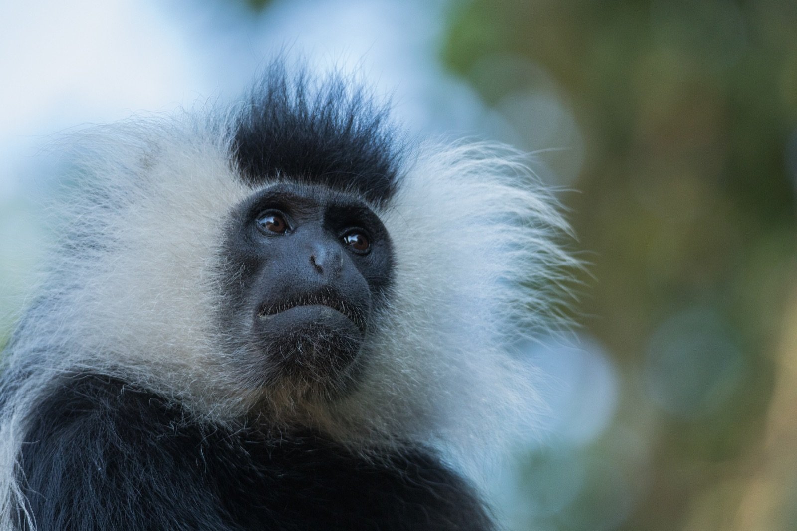 Close-up of a black and white Angolan colobus monkey with a long white mane in Nyungwe National Park, Rwanda