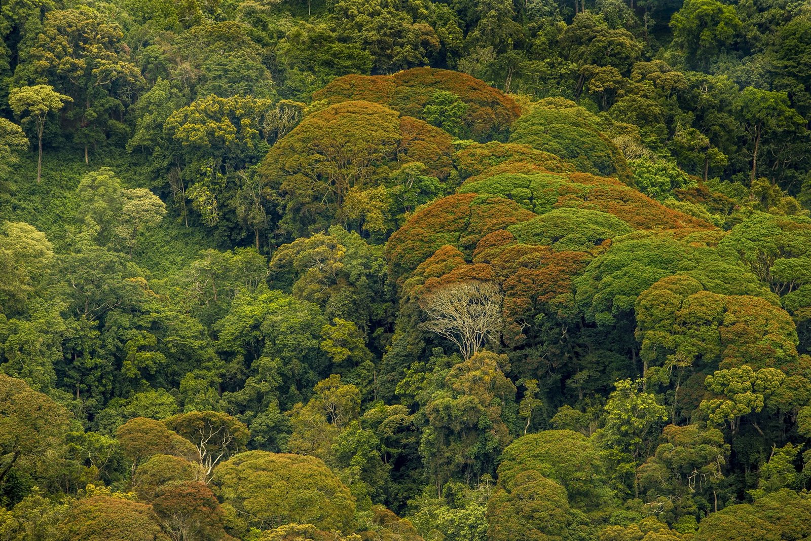 Aerial view of dense rainforest canopy with a stream running through it in Nyungwe National Park, Rwanda