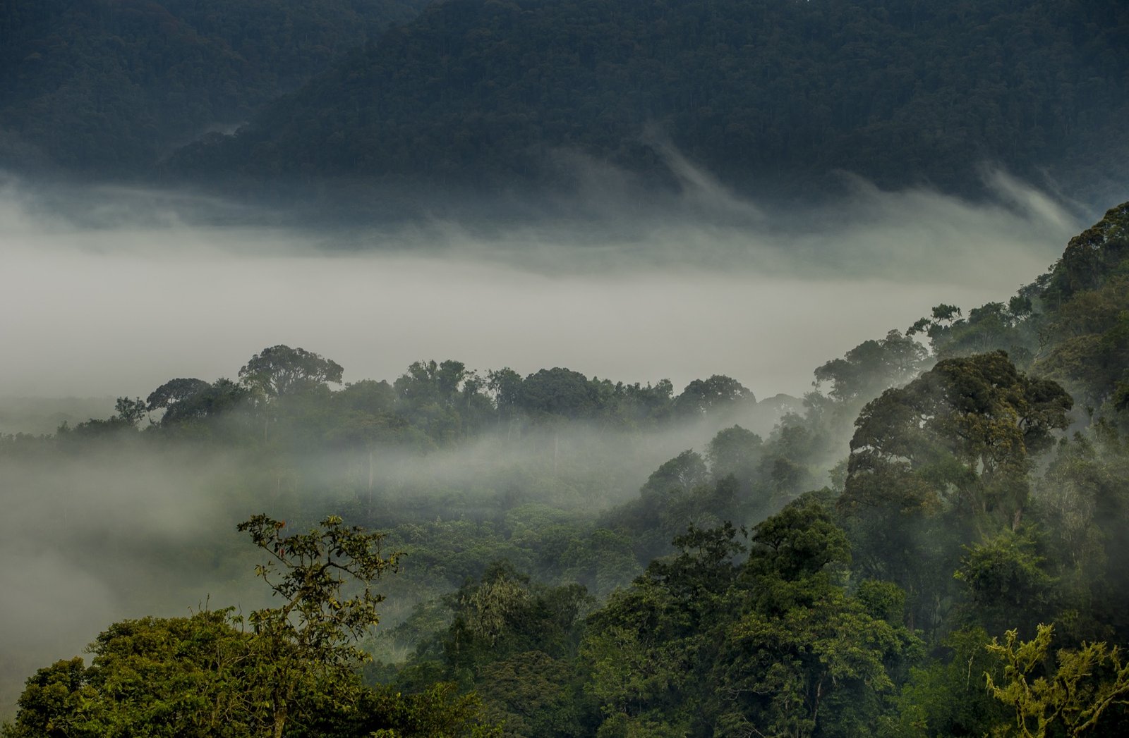 Low cloud drifting through the forested ridges of Nyungwe National Park, Rwanda