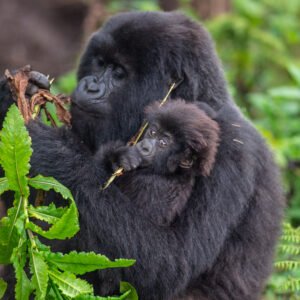 short gorilla safari Rwanda