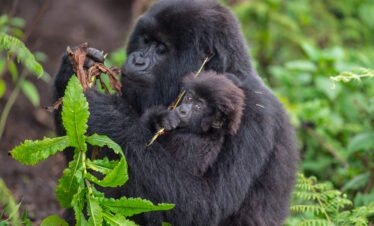 short gorilla safari Rwanda