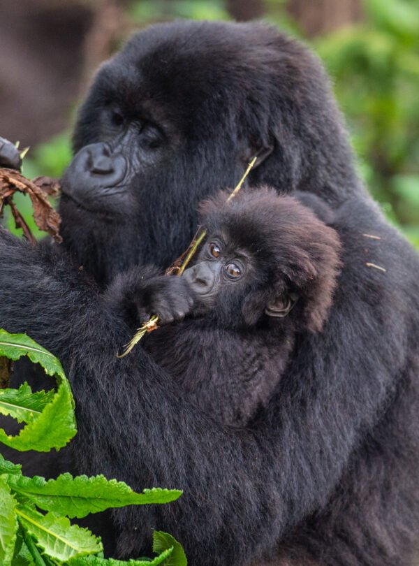 short gorilla safari Rwanda