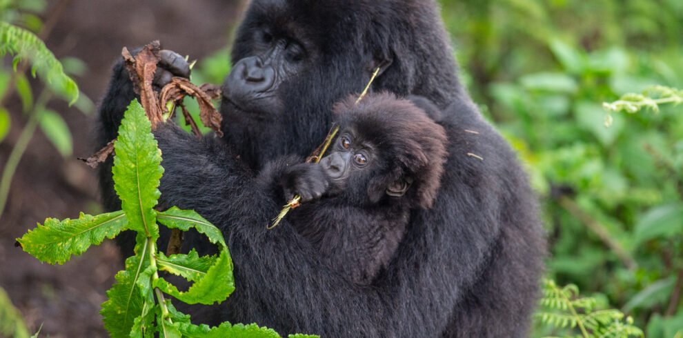 short gorilla safari Rwanda